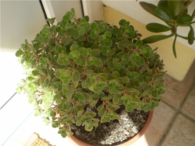 sukulent